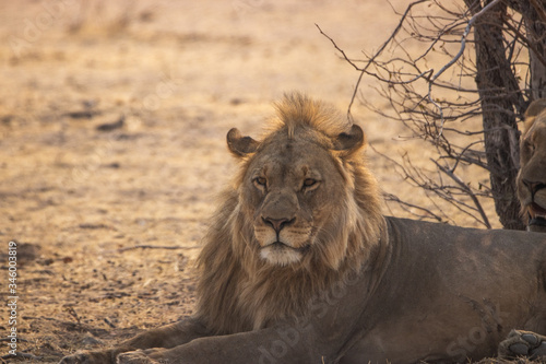lion king photo