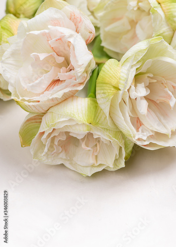 Amaryllis floral background on a light.