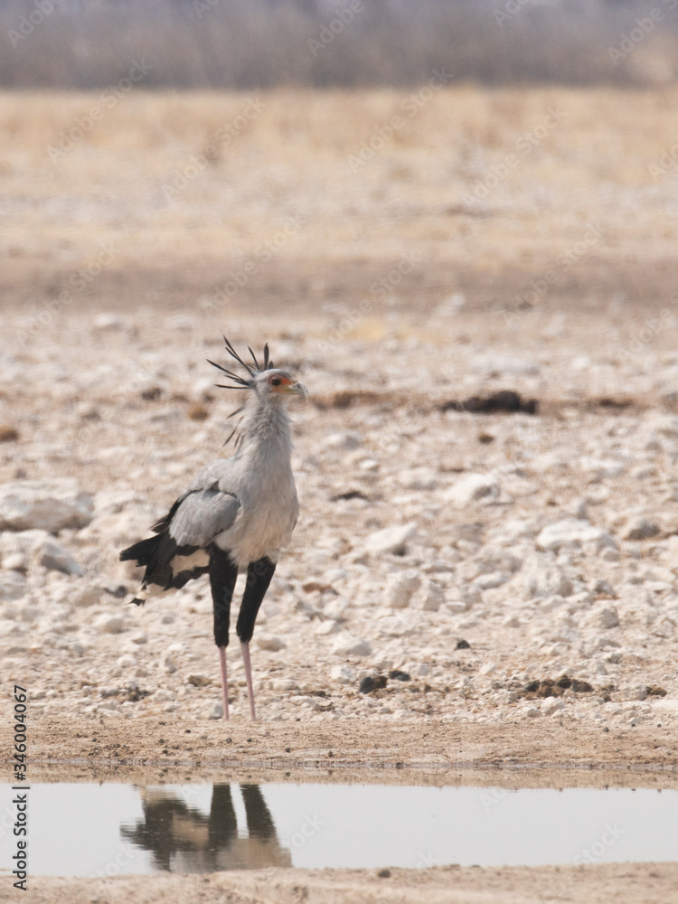 Obraz premium Secretary Bird