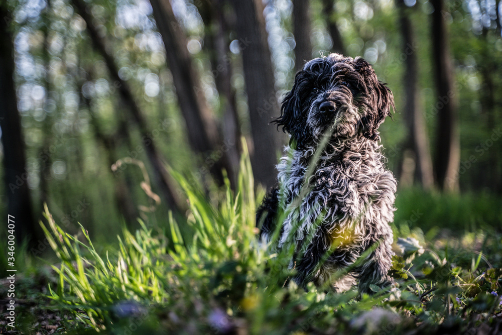 Hunde spielen draußen im Grünen Hunde spielen draußen im Grünen