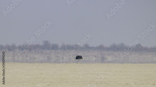 Ostrich Etosha Pan Namibia 
