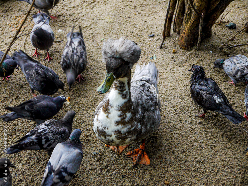 Fototapeta premium Thoroughbred domestic duck on a duck farm. Breeding poultry for agricultural needs.