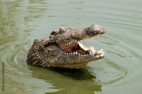 Fototapet hungry nile crocodile