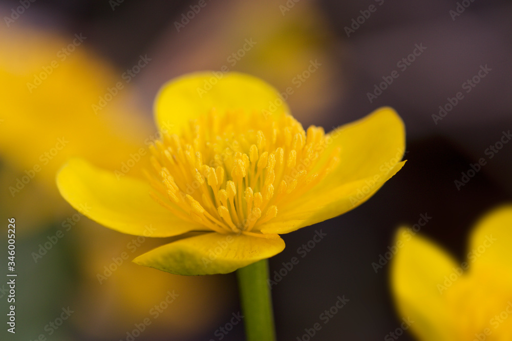 close up of yellow flower close up of yellow flower