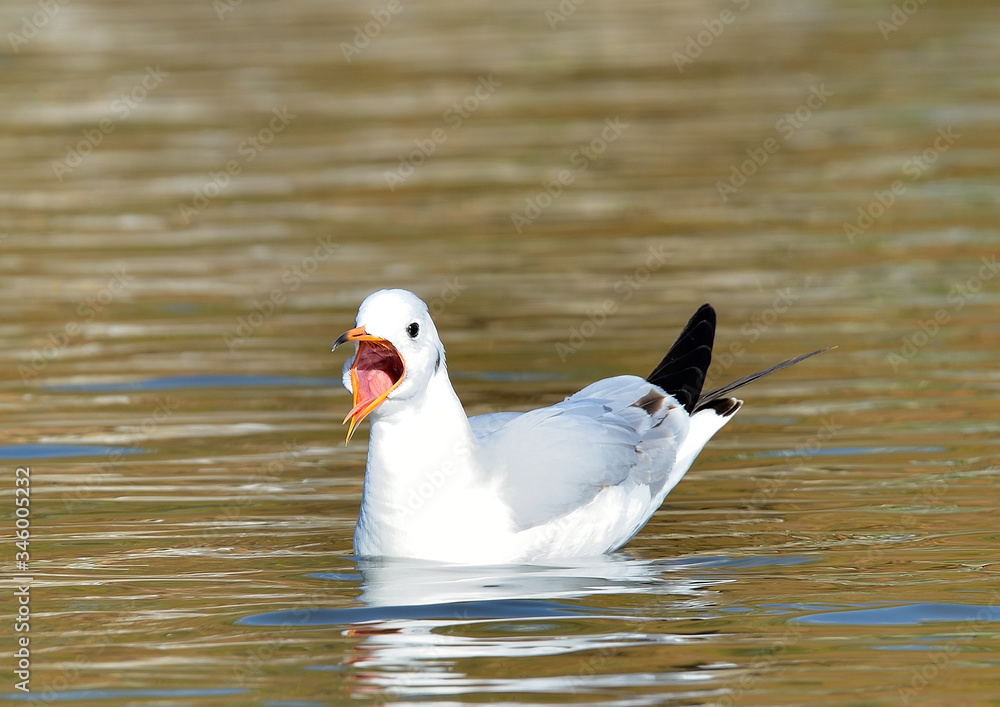 gaviota patiamarilla en el estanque gaviota patiamarilla en el estanque
