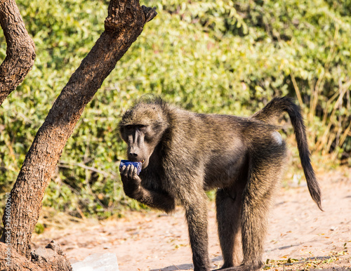 baboon on candlelight dinner photo