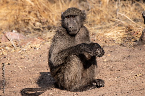 cute baboon © Ferdinand