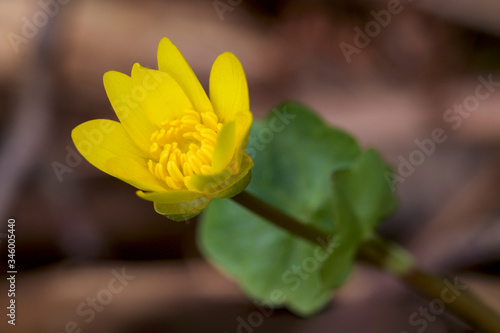 close up of yellow flower