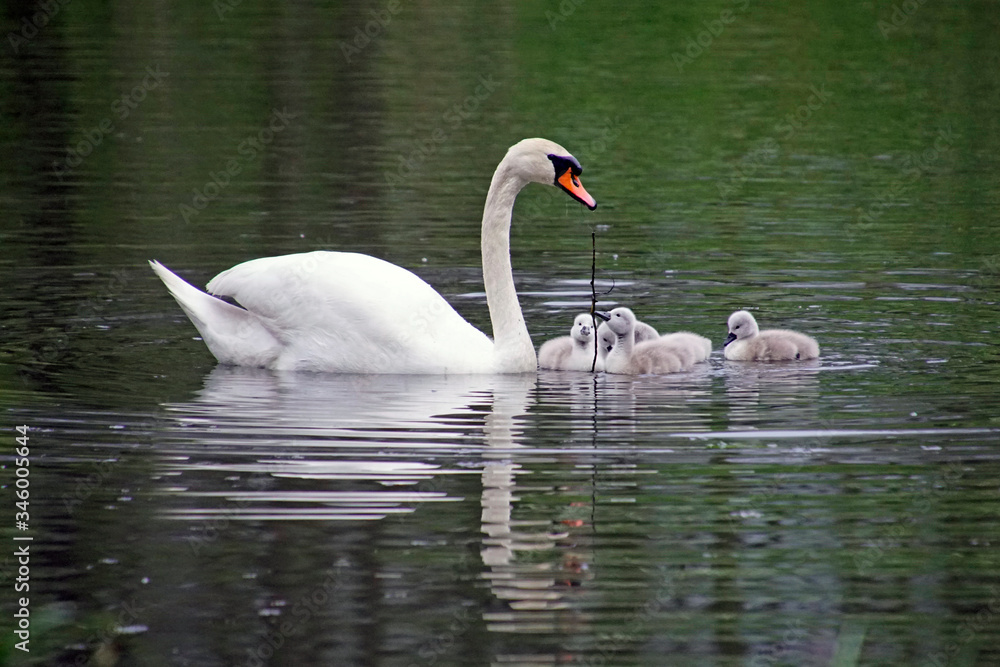 Fototapeta premium A male swan with its chicks in a pond in May. 