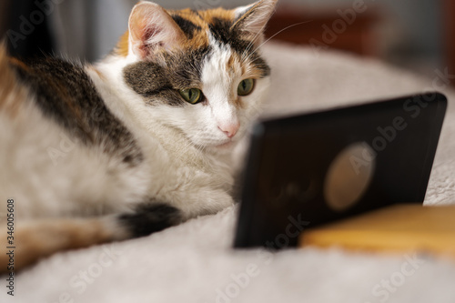 A white cat with a red hair is lying on the bed and is looking at her smartphone. Close up.