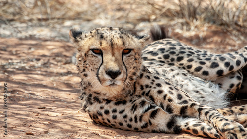 beautiful cheetah