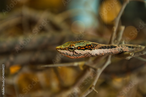 Twig Snake in the shrubbery
