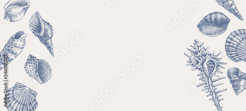 Collection of hand-drawn blue seashells and place for text. Horizontal banner with realistic vector illustrations. Ancient molluscan engraved line. Fauna of the sea and ocean in retro style.