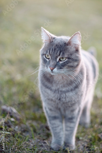 Gray street cat on the grass in the village © ganusik1304
