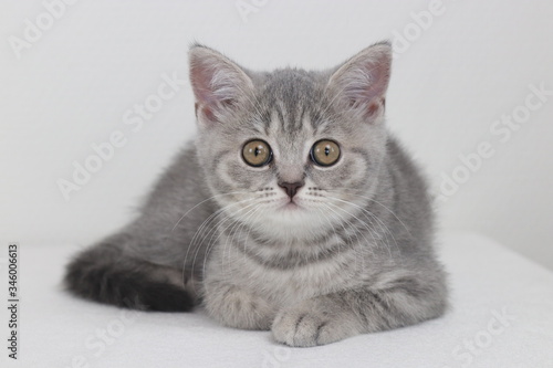 10 weeks British Shorthair female kitten color blue mackerel tabby