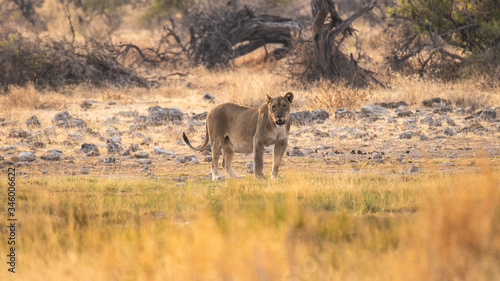 lioness