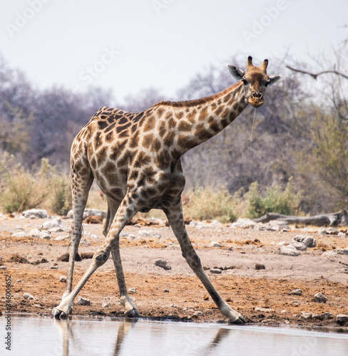 giraffe drinking water