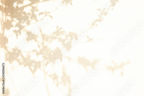 The shadow of the tree falls on the wall of the house.Background image