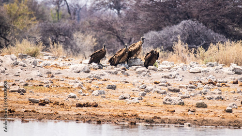 group of Cape vultures