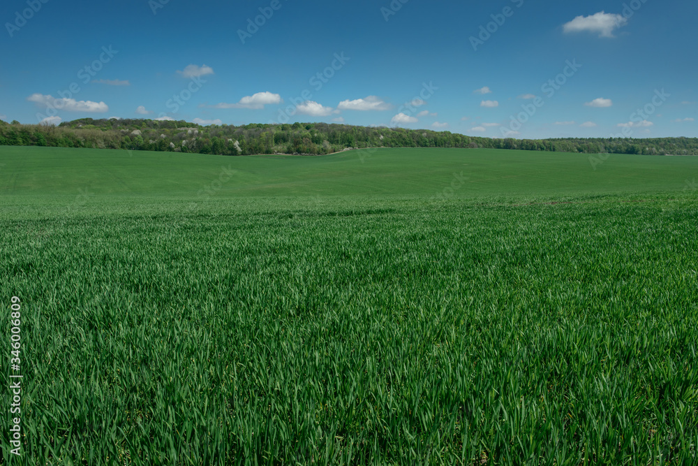 wheat field in spring time