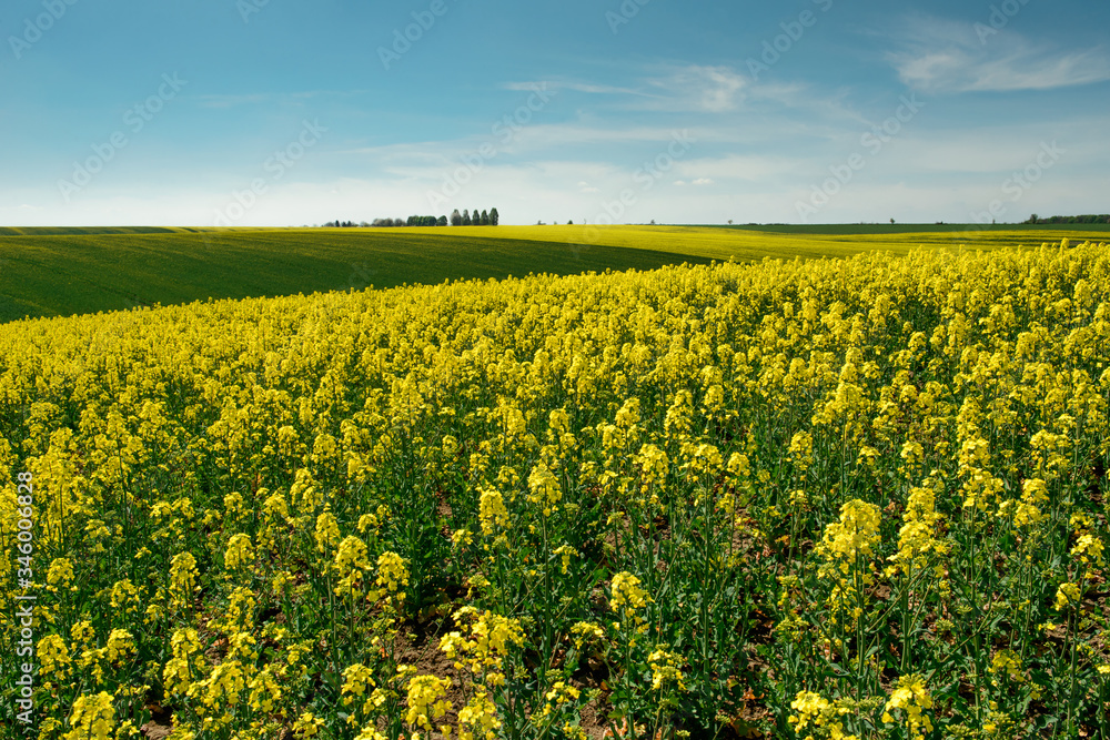 Obraz premium wheat field in spring time