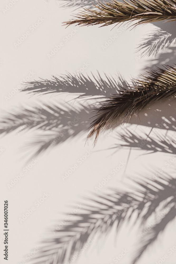 Fototapeta Palm leaf beautiful shadows on the wall. Creative, minimal, bright and airy styled concept.