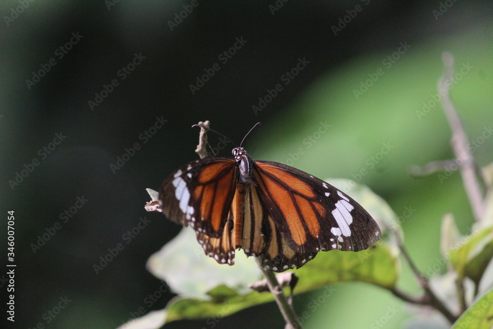 Fototapeta premium butterfly on a flower