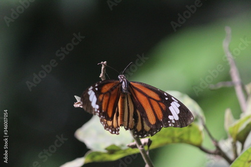 butterfly on a flower
