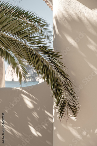 Palm leaf beautiful shadows on the wall. Creative, minimal, bright and airy styled concept.