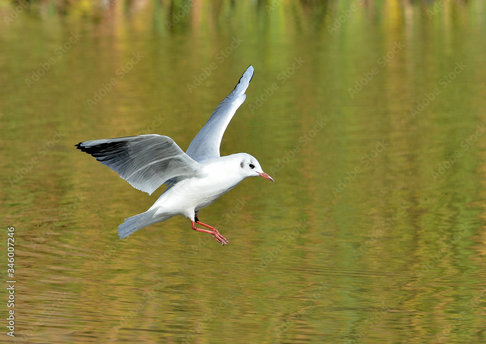 gaviota reidora en vuelo (Chroicocephalus ridibundus) Marbella Andalucía España gaviota reidora en vuelo (Chroicocephalus ridibundus) Marbella Andalucía España