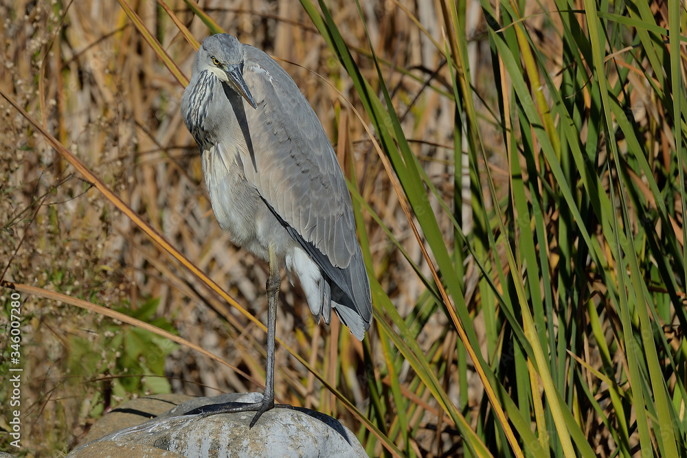 Fototapeta premium garza real Grey en una piedra del estanque del parque (Ardea cinerea) Marbella Andalucía España 