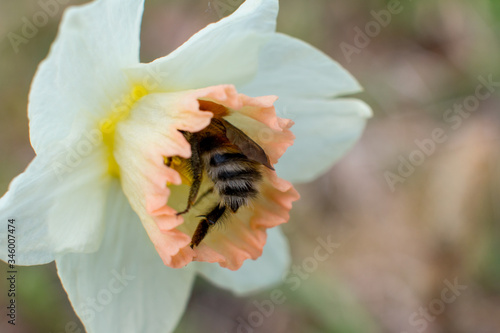 the striped bumblebee collects pollen. Summer and nature