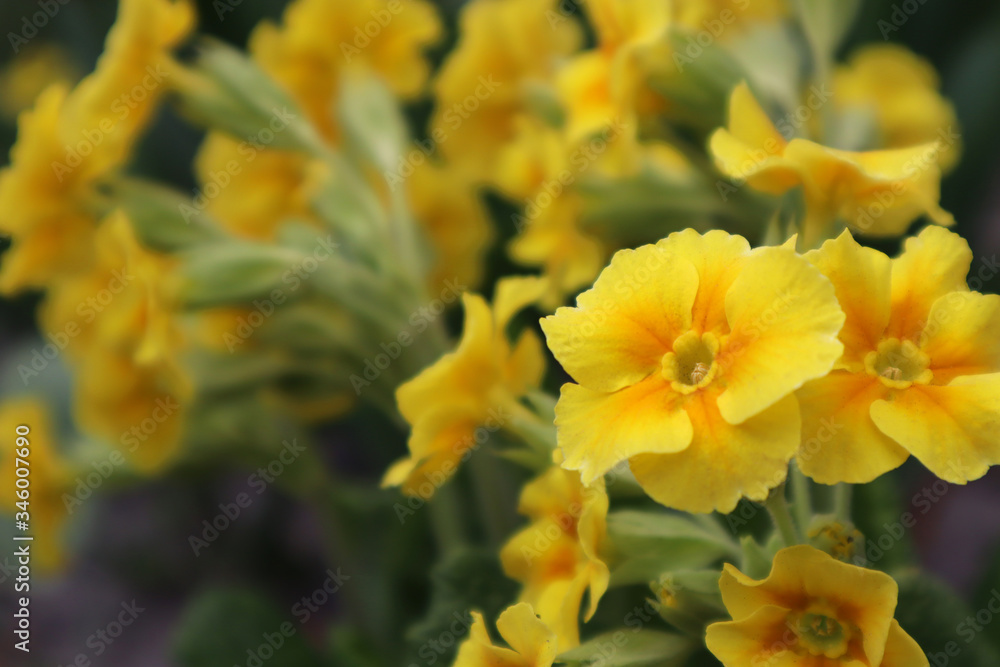 Yellow primrose flowers in the garden Yellow primrose flowers in the garden