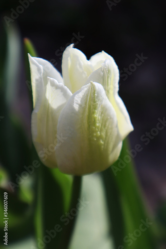 White tulip flower in the garden.