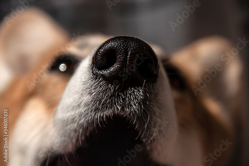 Close up black nose of Welsh Corgi Pembrok dog. in sunny day. Beautiful comic animal