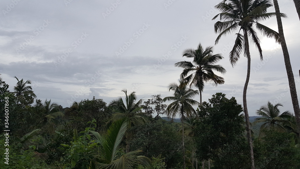 Coconut trees on the mountain Coconut trees on the mountain