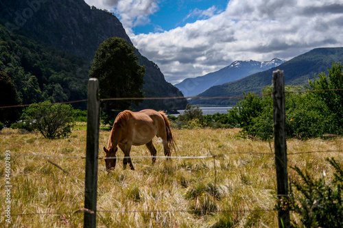Horse grazing in the Patagonia Argentina