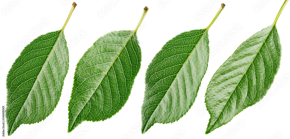 Naklejka premium Set of cherry leaf isolated on white background with clipping path. Full depth of field.