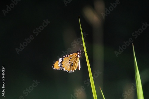 butterfly on leaf