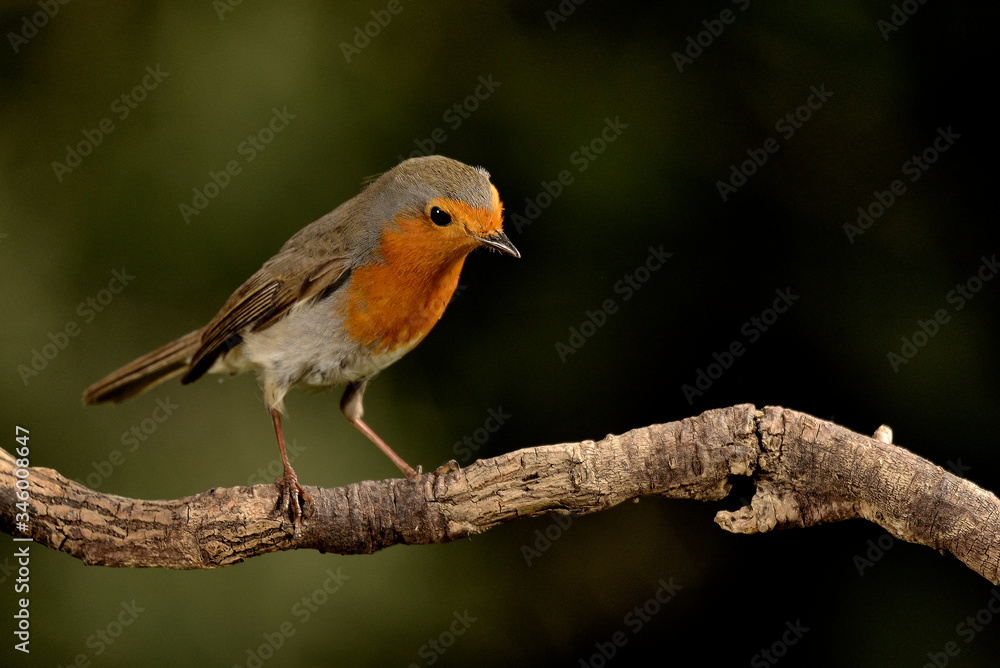 petirrojo European robin en una rama con fondo verde (Erithacus rubecula) Marbella Andalucía España petirrojo European robin en una rama con fondo verde (Erithacus rubecula) Marbella Andalucía España