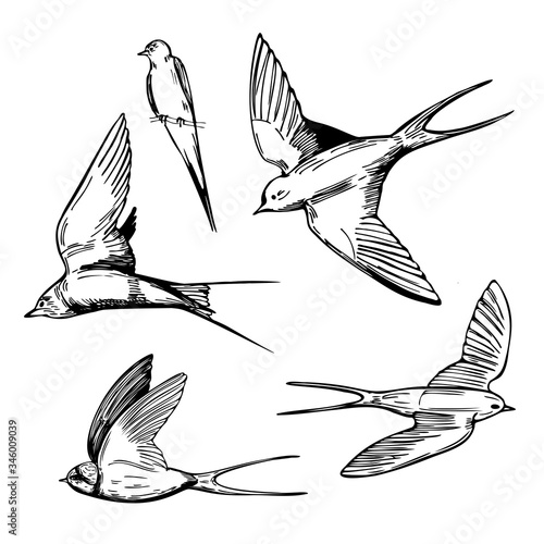 Hand drawn swallows on white background. Vector sketch  illustration.