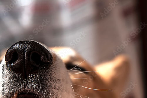 Close up black nose of Welsh Corgi Pembrok dog. in sunny day. Beautiful comic animal