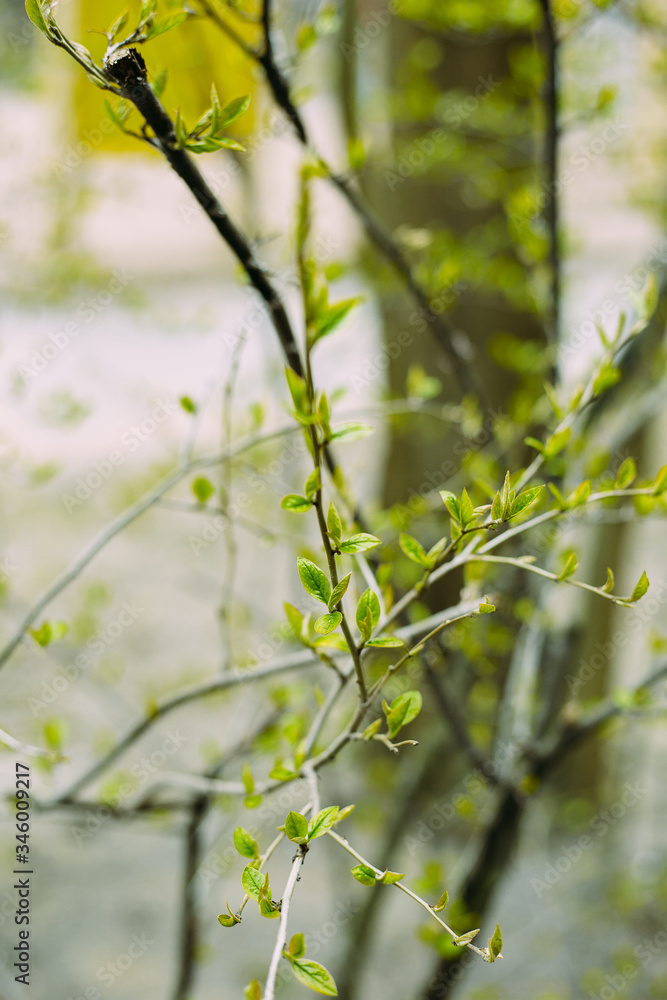 Branches. Green leaves. The first spring greens. Green foliage. Branches. Green leaves. The first spring greens. Green foliage.
