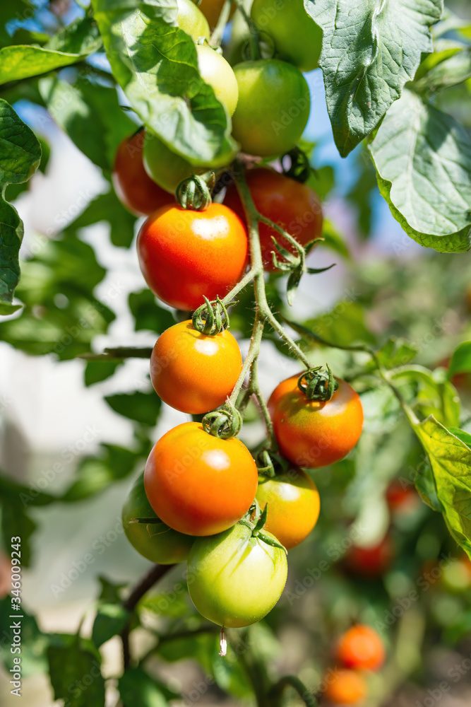Fresh bunch of red ripe and unripe natural tomatoes growing on a branch in homemade greenhouse. Blurry background and copy space for your advertising text message