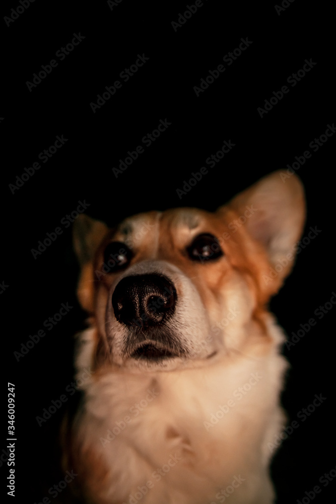 Pembroke Welsh Corgi, Welsh Corgi portret in dark backround. Beautiful comic animal. Pembroke Welsh Corgi, Welsh Corgi portret in dark backround. Beautiful comic animal.