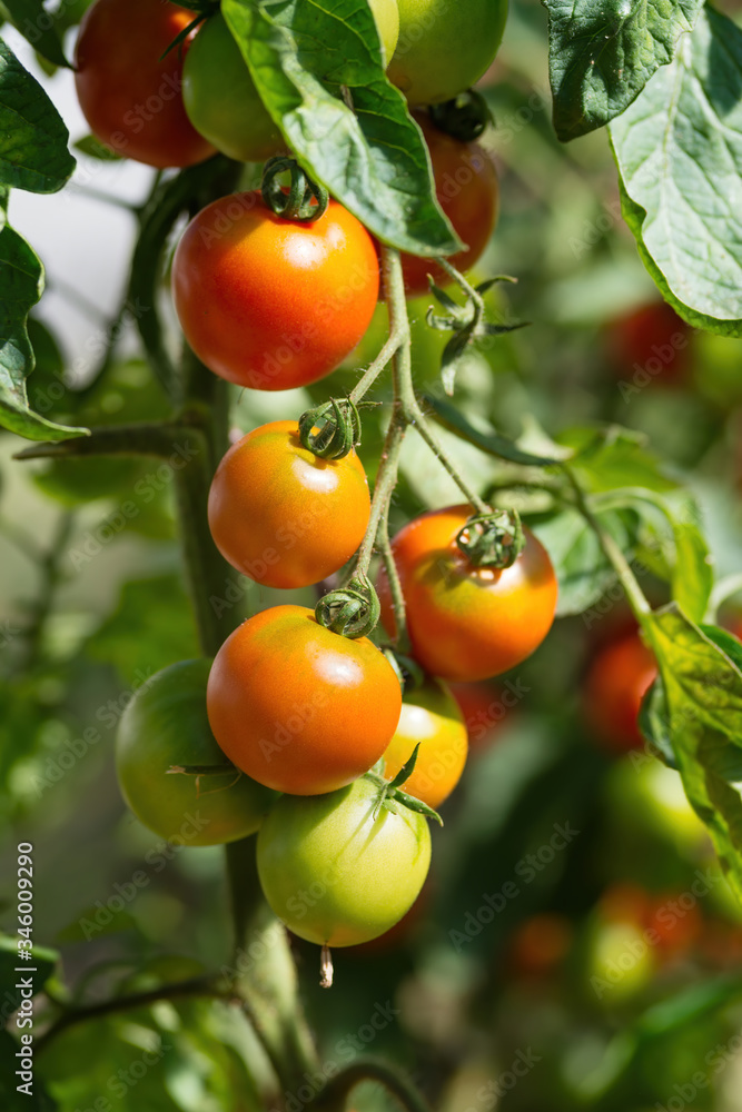 Fresh bunch of red ripe and unripe natural tomatoes growing on a branch in homemade greenhouse. Blurry background and copy space for your advertising text message