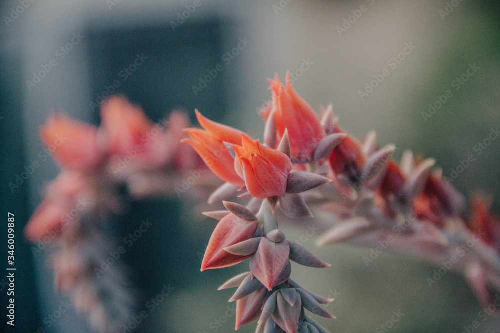 Fototapeta premium Pink flours. Pink plant.