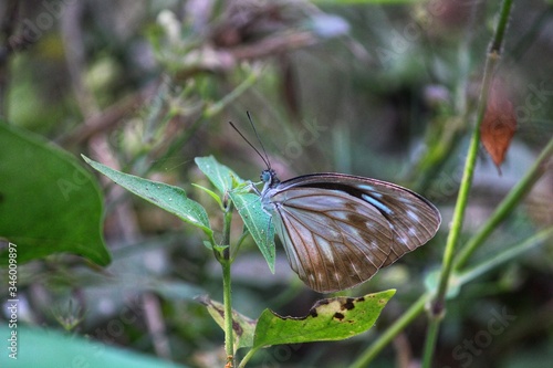 butterfly on grass