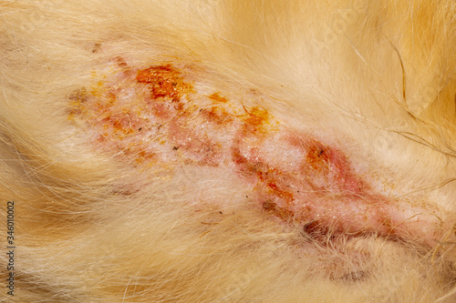Tableau sur toile bacterial skin infection pyoderma or lichen on the skin of a red cat