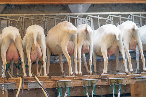 Rear view of white goats, in a mechanized milking parlor. Goats are waiting for milking.